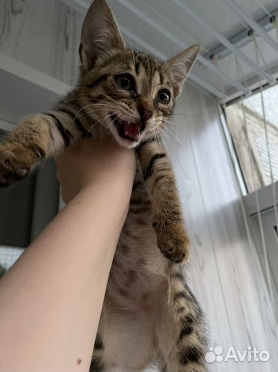 Котенок Тигренок