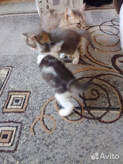 Кошка и котик