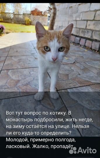 Котята в добрые руки бесплатно