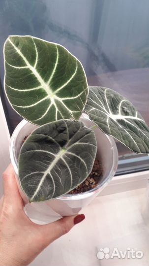 Алоказия блэк вельвет