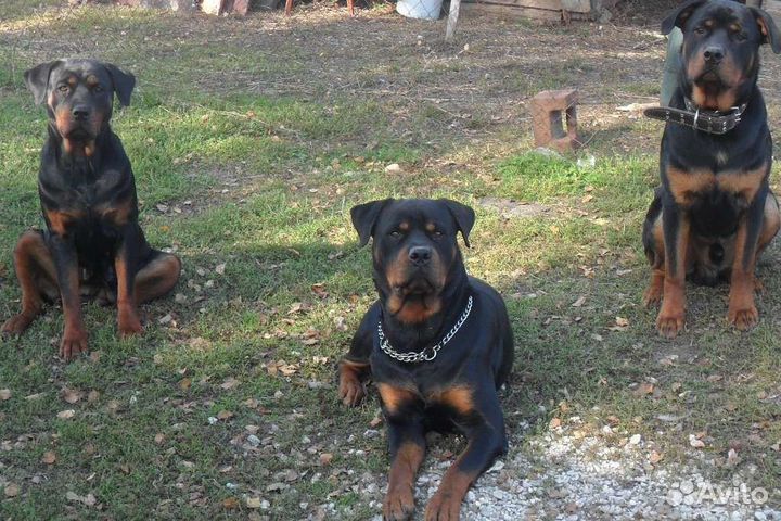 Щенки ротвейлера