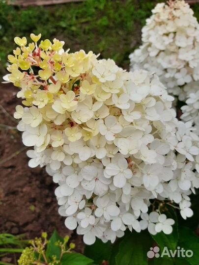 Гортензия метельчатая