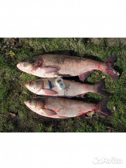 Технопланктон для толстолоба