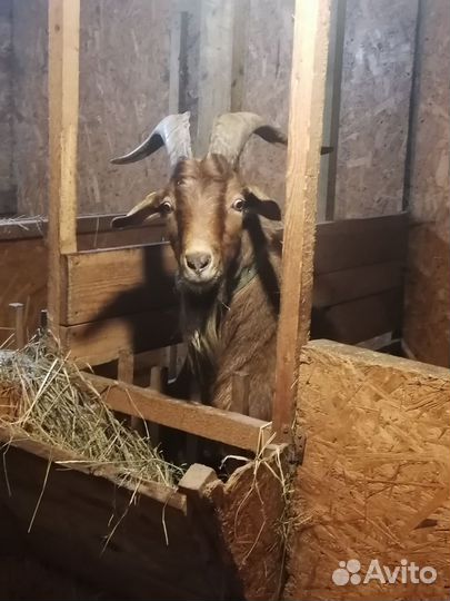 Козел на племя