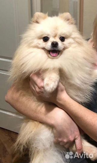 Шпиц в разведение