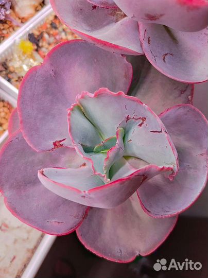 Суккуленты