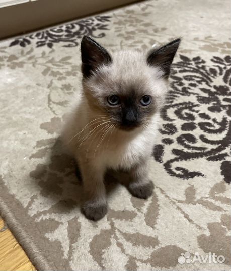 Тайские котята