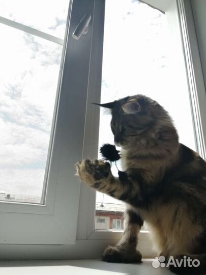 Кот мейн-кун полидакт вязка