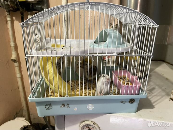 Хомяк с клеткой