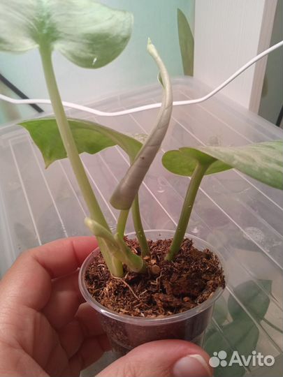 Сциндапсус Silver splash