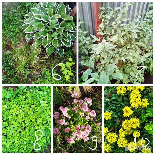 Многолетники для сада