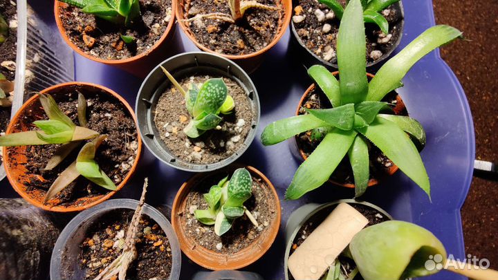 Гастерия Веррукоза