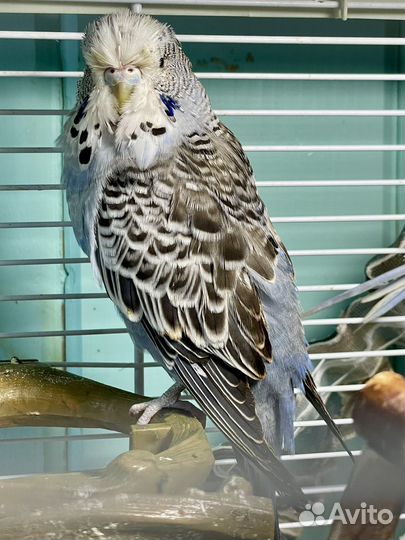 Выставчный волнистый попугай ввп Чех