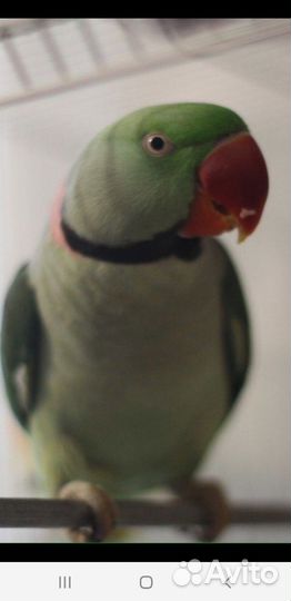 Александрийский попугай