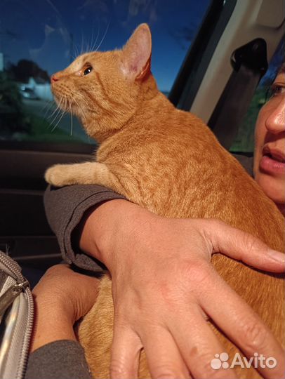 Нашли рыжего кота