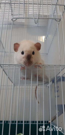 Крыса Дамбо на вязку