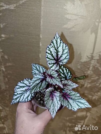 Бегонии декоративно-лиственные Ч. 4