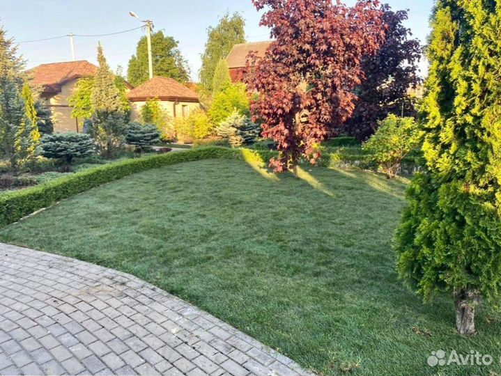 Укладка рулонного газона - 100 мятлик