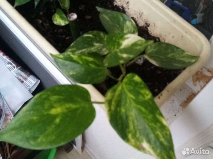 Эпипремнум