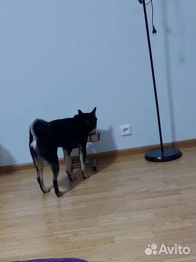 Передержка собак,кошек и мелких животных