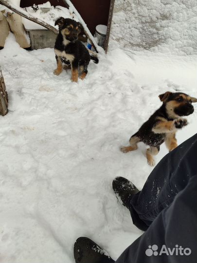 Собаки бесплатно в добрые руки щенки