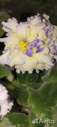 Фиалки продажа