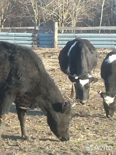 Корова стельная