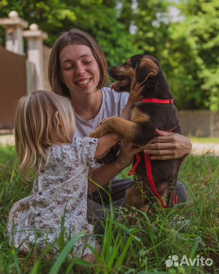 Собака в добрые руки отдам бесплатно