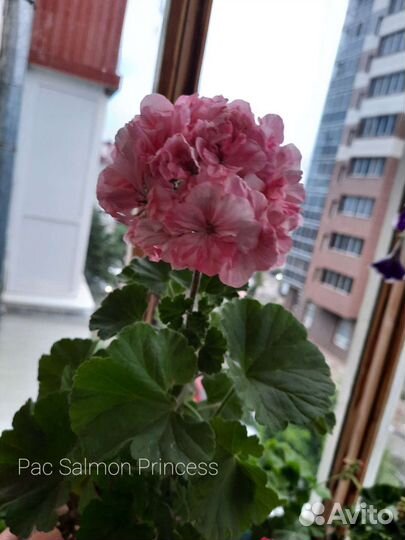 Пеларгония герань сортовая