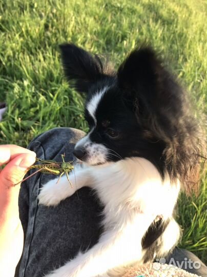 Выгул собак