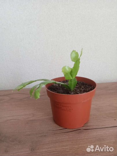 Комнатные цветы