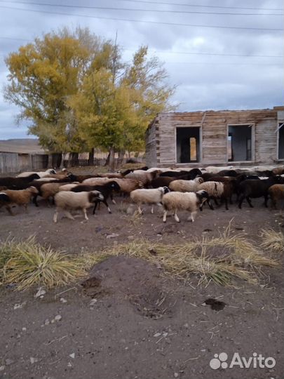 Продажа бычков