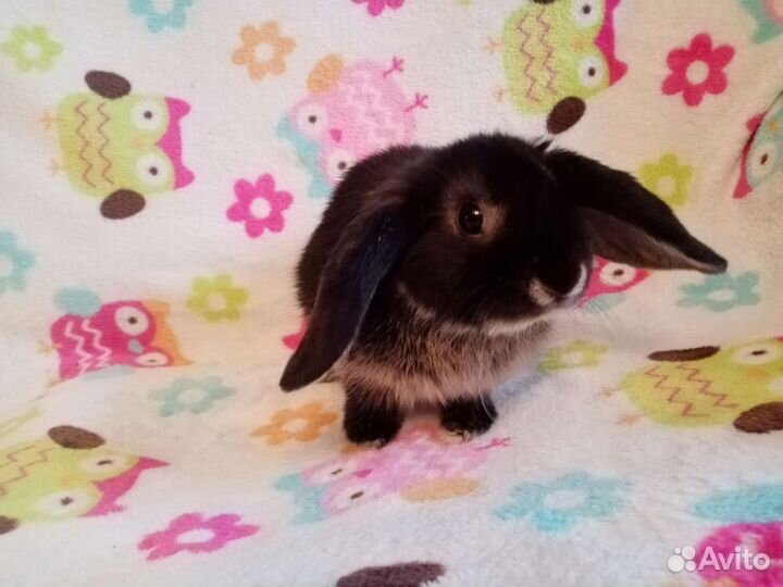 Вислоухий баран кролик девочка 3 мес