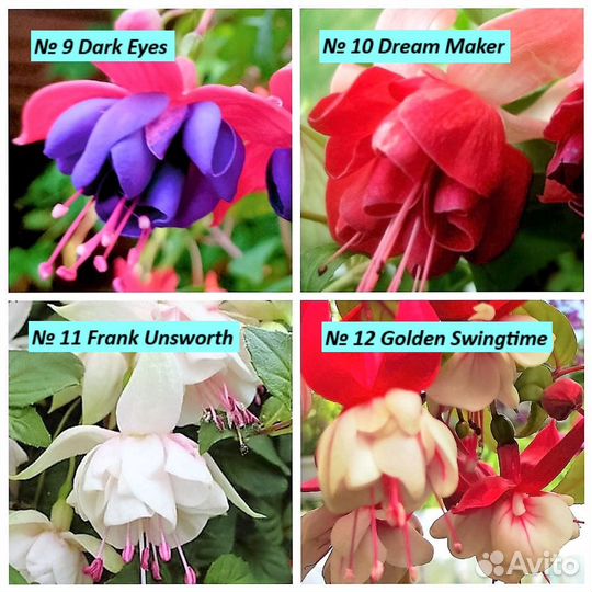 Фуксии сортовые