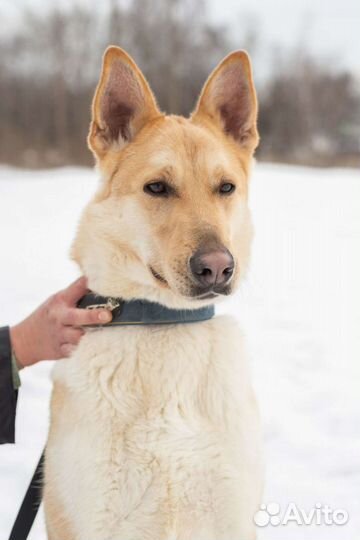 Помогите Гашеку найти дом