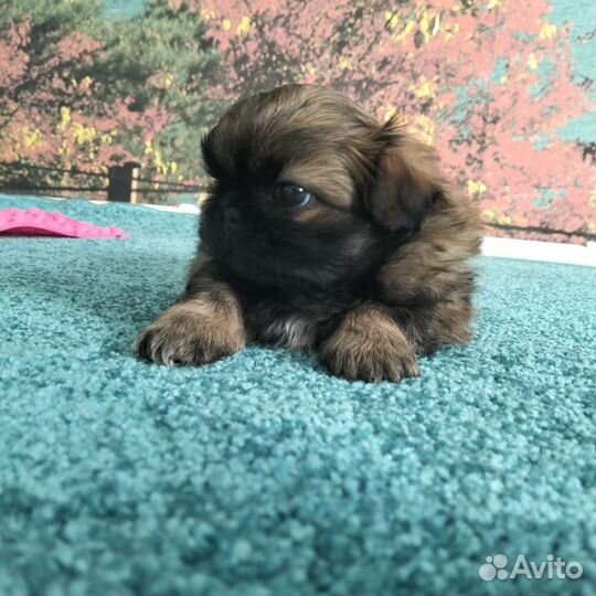 Щенки пекинеса