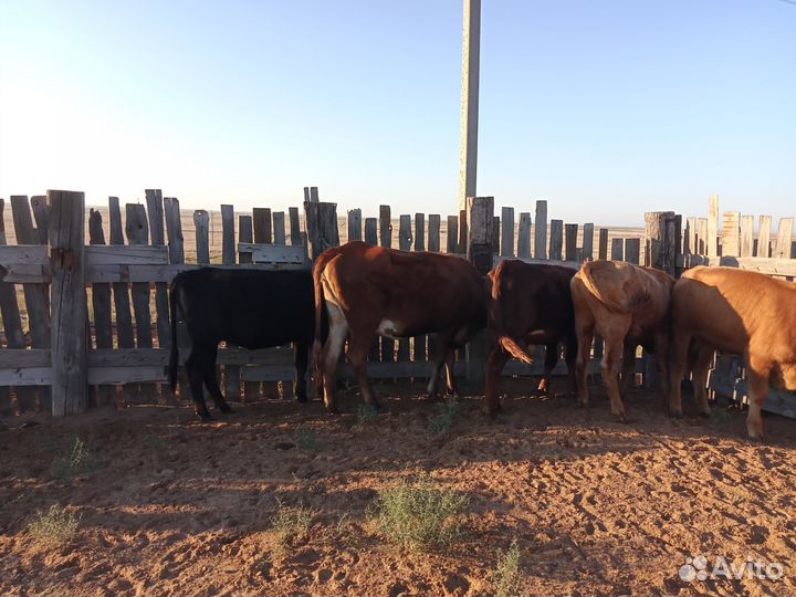 Бычки и телки