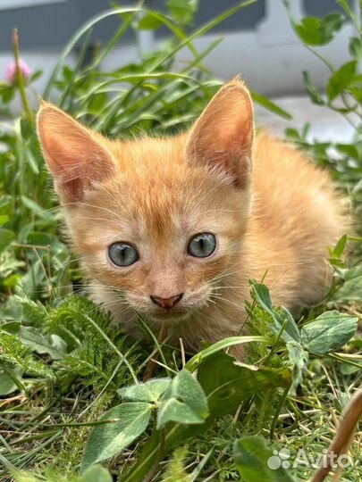 Котики в добрые руки, бесплатно