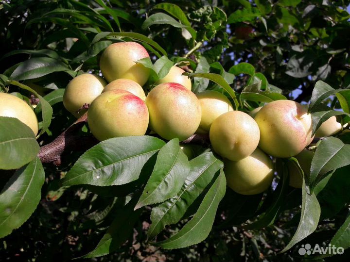 Саженцы диплоидных слив