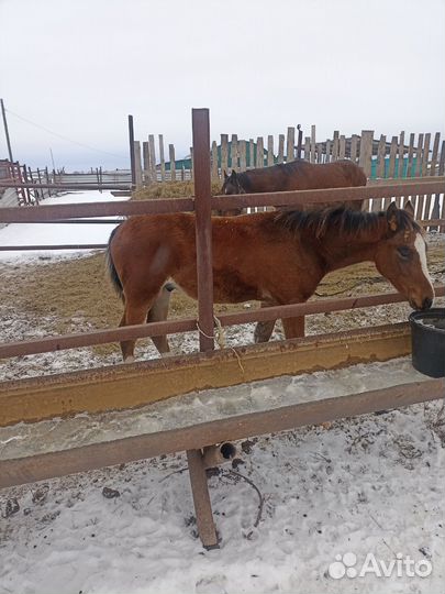 Лошадь