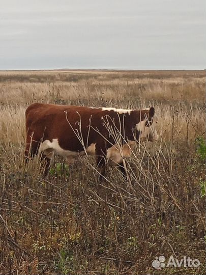 Бык,бычки и телочки