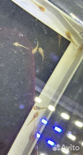 Жёлтый или Золотой Анциструс