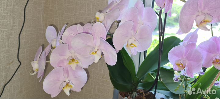 Орхидея фаленопсис