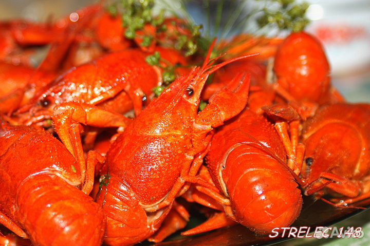 Доставка раков Севастополь, Ялта, Симферополь