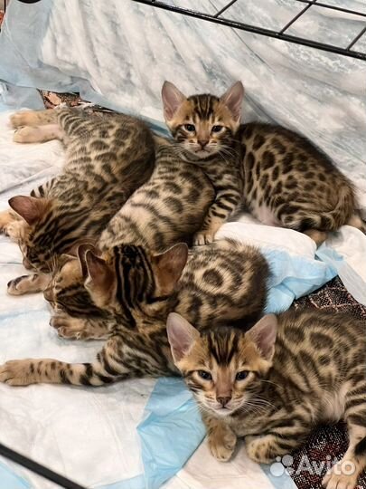 Бенгальская Кошка