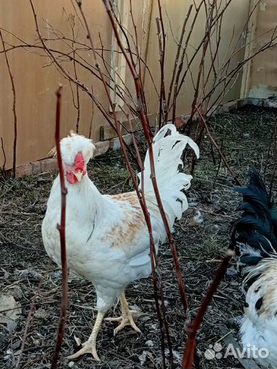 Куры петухи