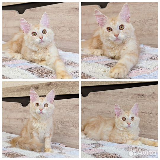 Котята мейн-кун