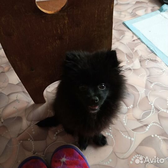 Животные шпиц