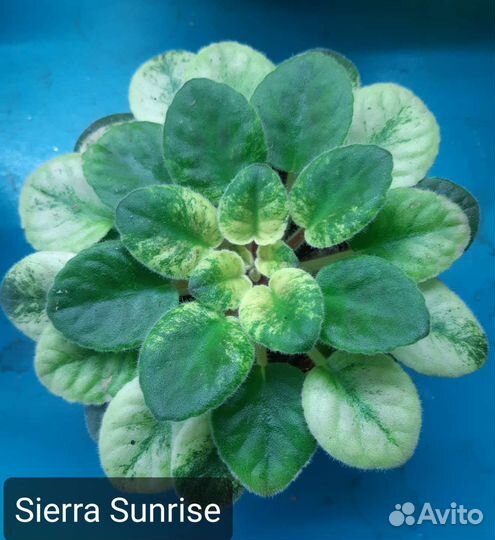 Детки сортовых фиалок и укорененные листы