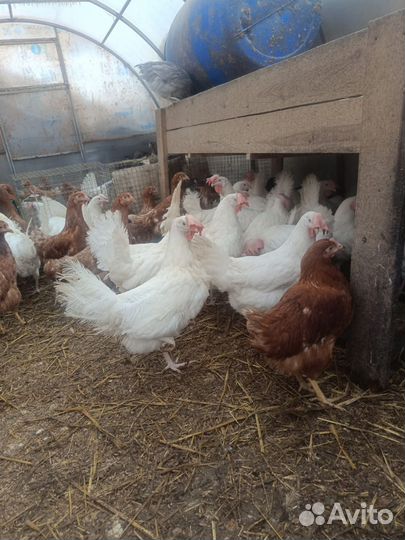 Куры несушки